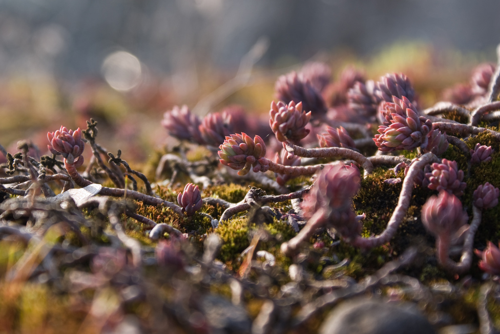 Bildkälla: http://www.flickr.com/vauvau/